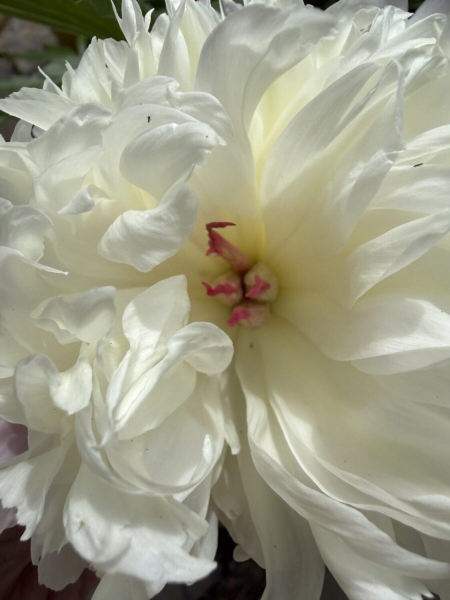 PHOTOS of THE GIARDINO!